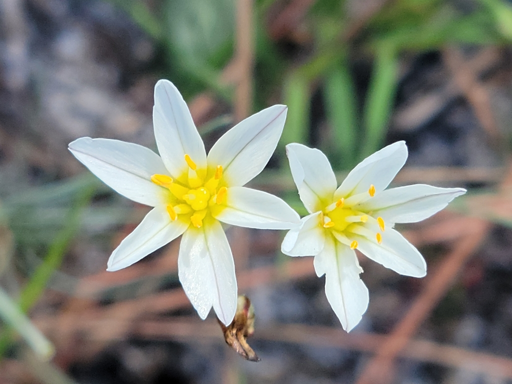 Nothoscordum bivalve