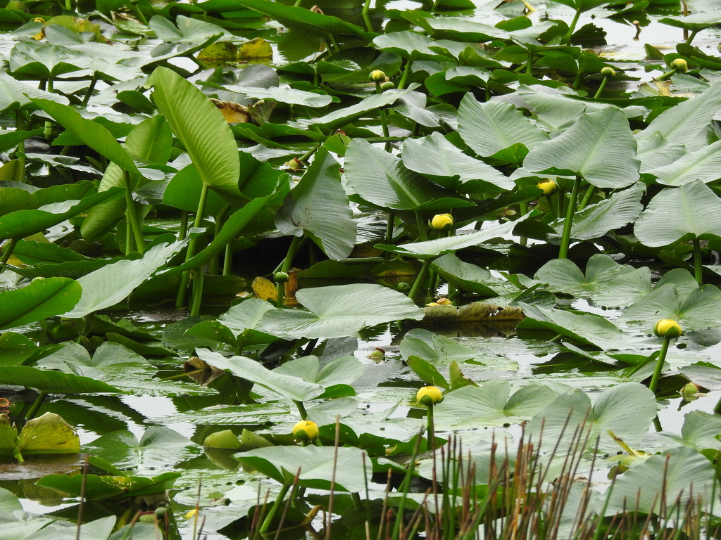 Nuphar advena subsp. advena