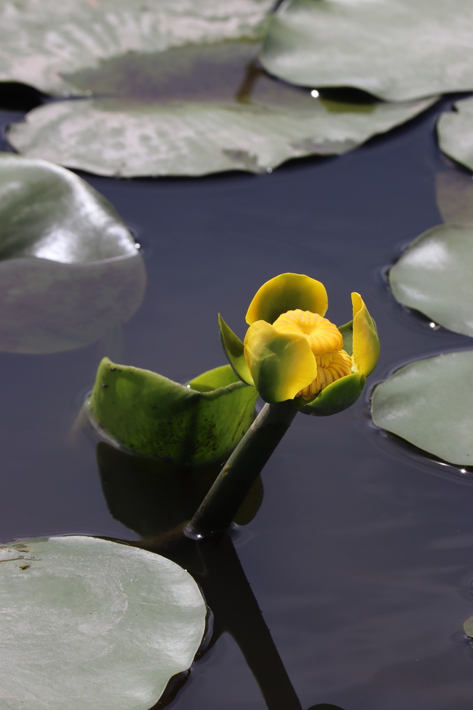 Nuphar advena subsp. orbiculata