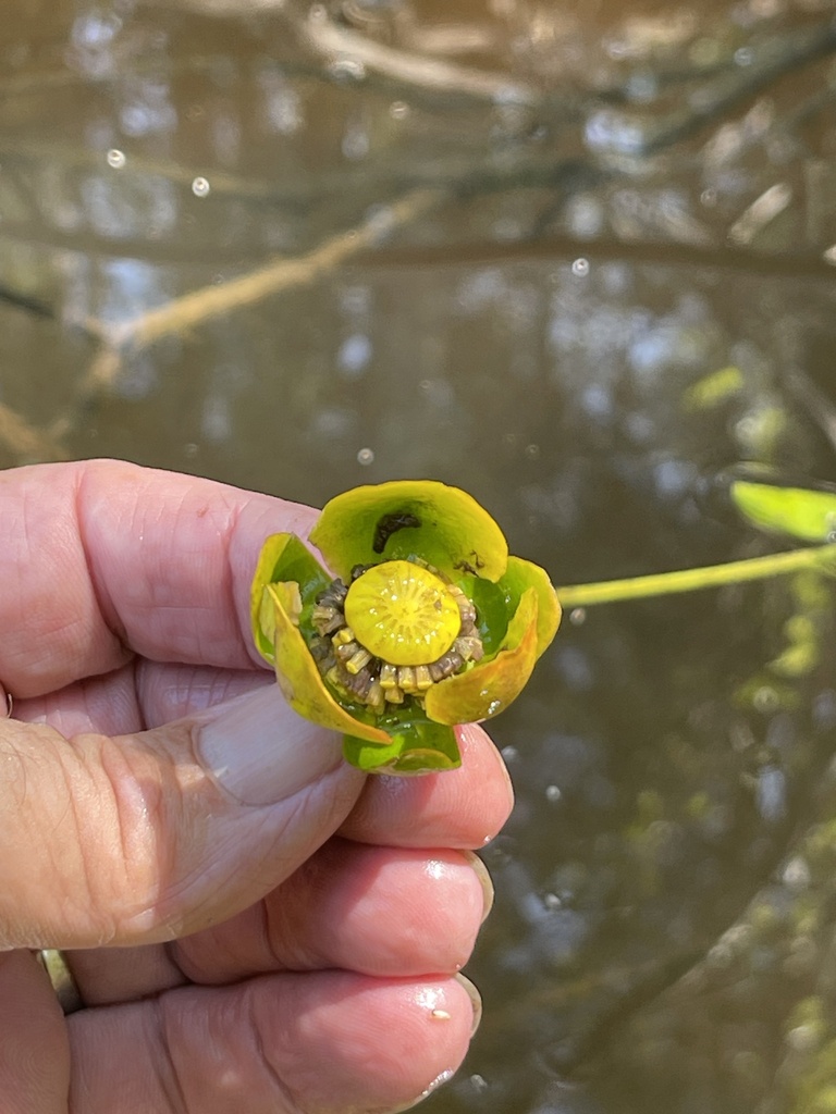 Nuphar advena subsp. ulvacea