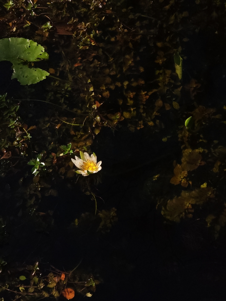 Nymphaea ampla