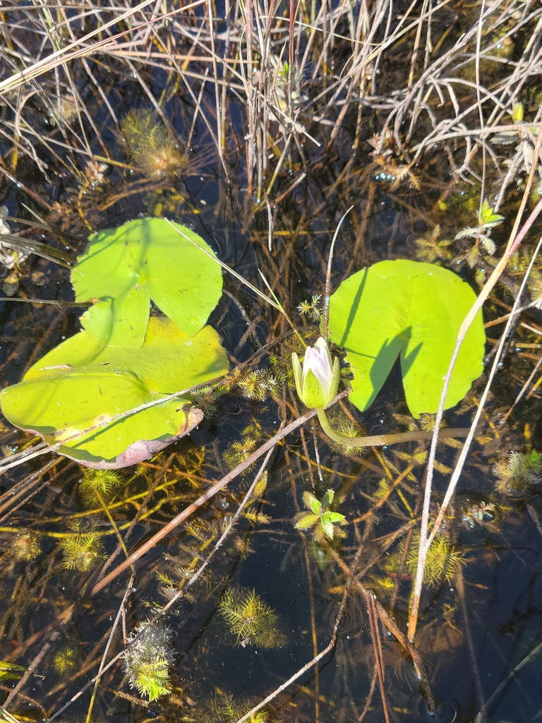 Nymphaea elegans