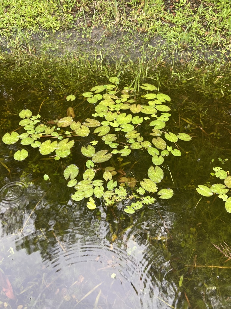 Nymphaea jamesoniana