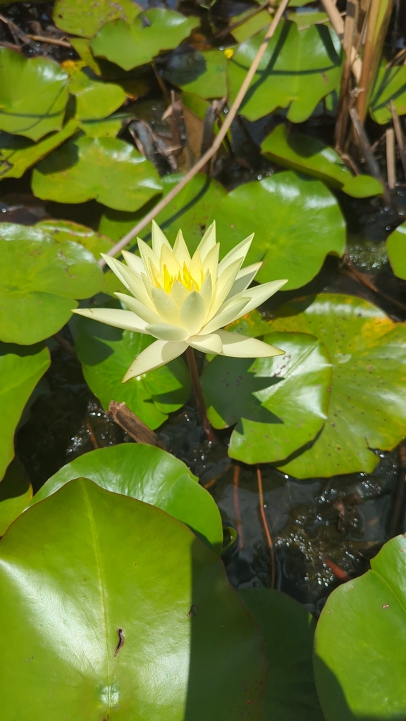 Nymphaea x thiona