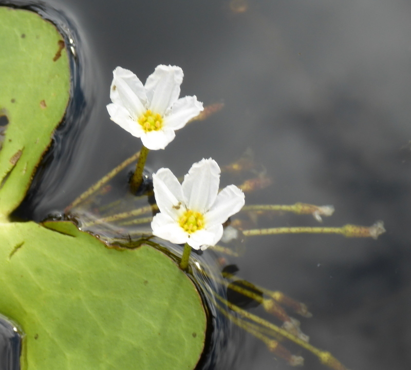 Nymphoides aquatica