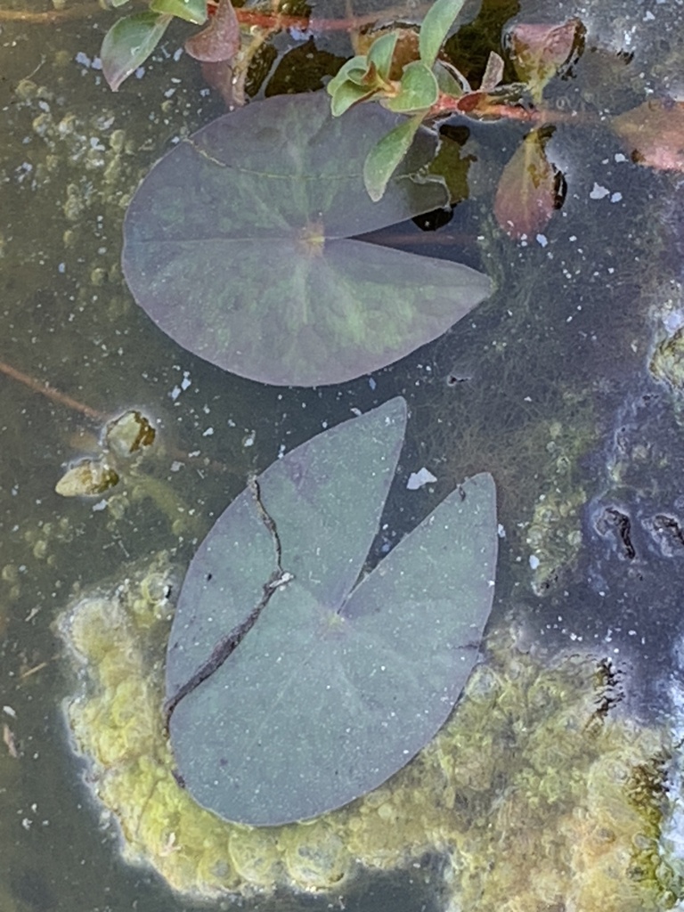 Nymphoides cordata