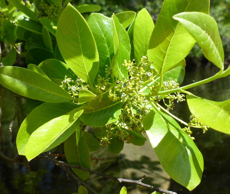Nyssa biflora