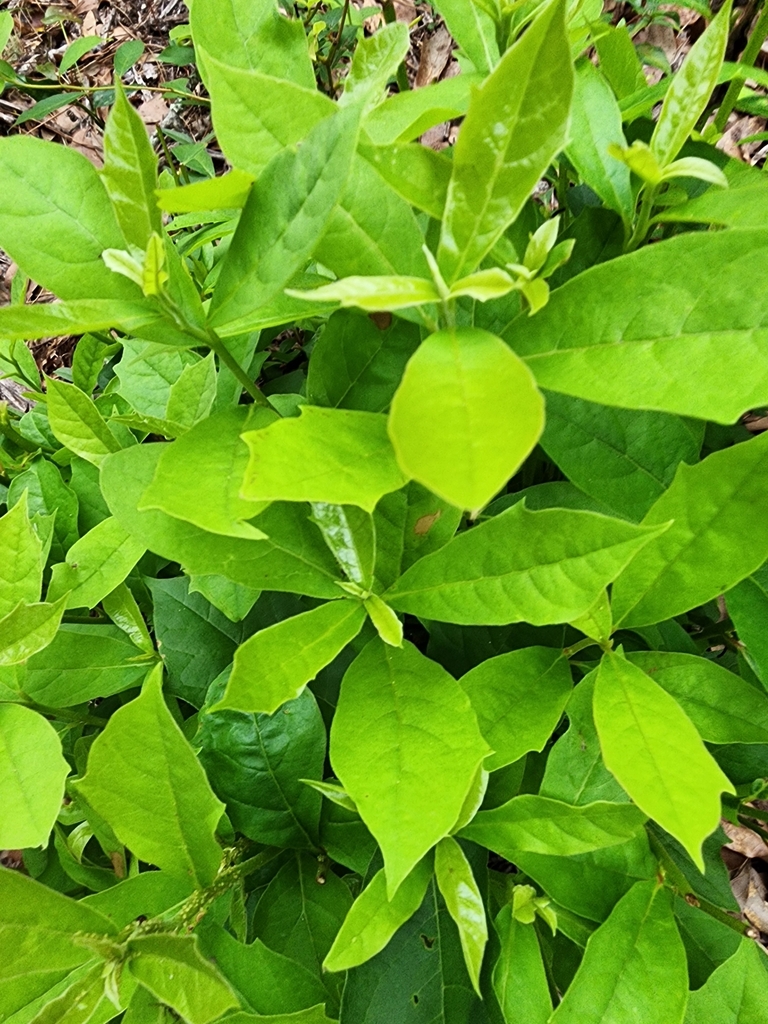 Nyssa sylvatica