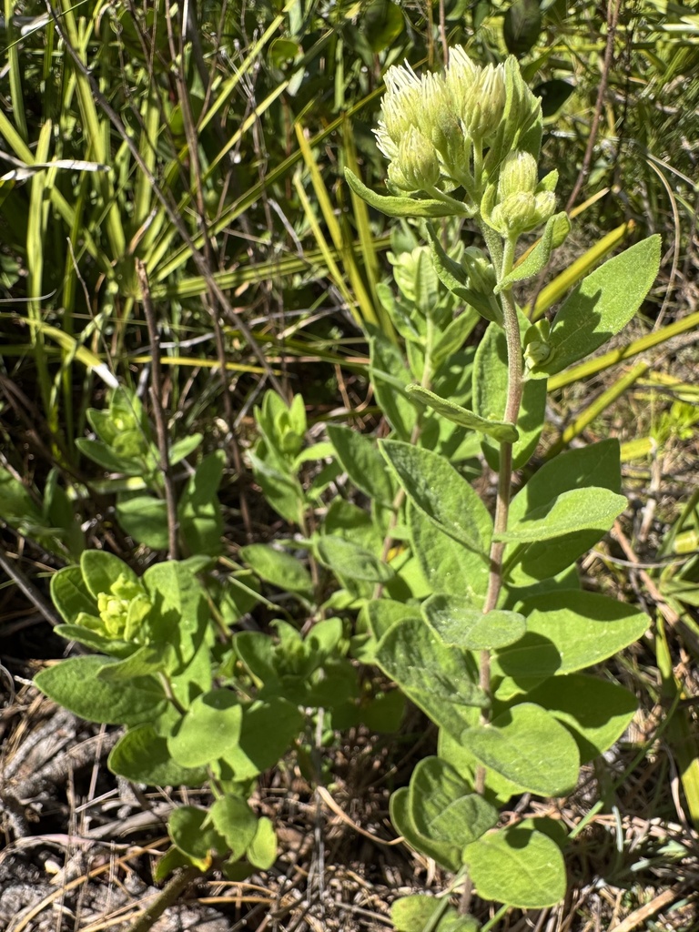 Oclemena reticulata