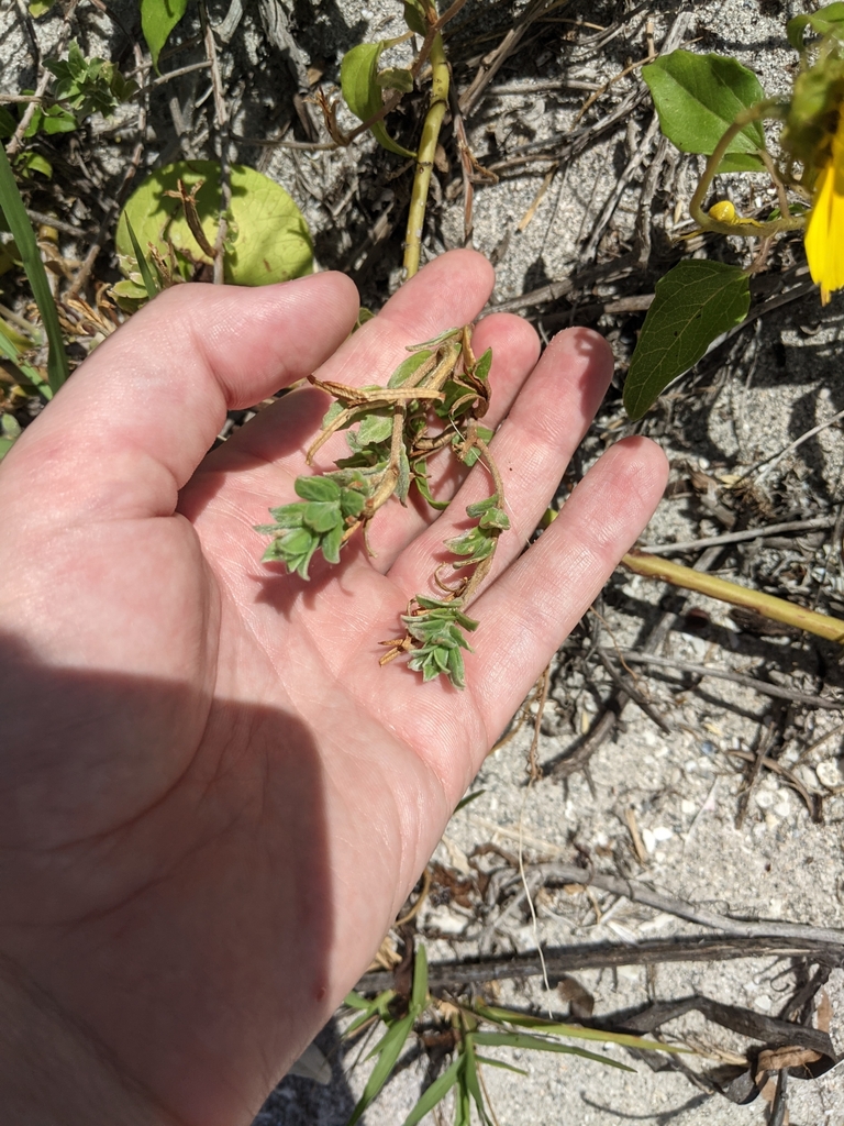 Oenothera humifusa