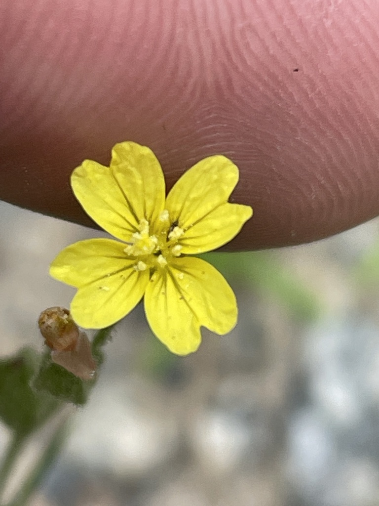 Oenothera linifolia
