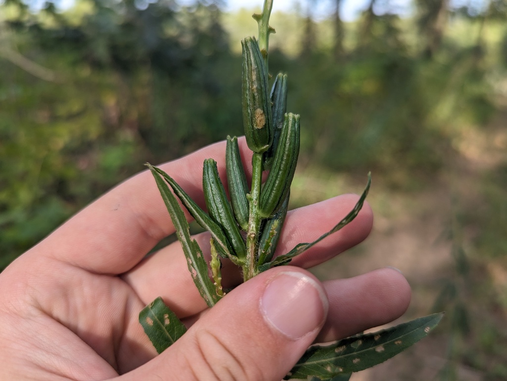 Oenothera nutans