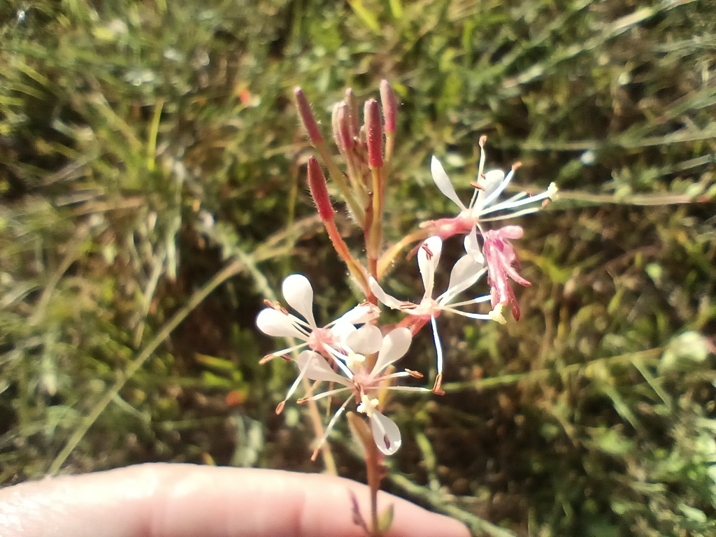Oenothera simulans