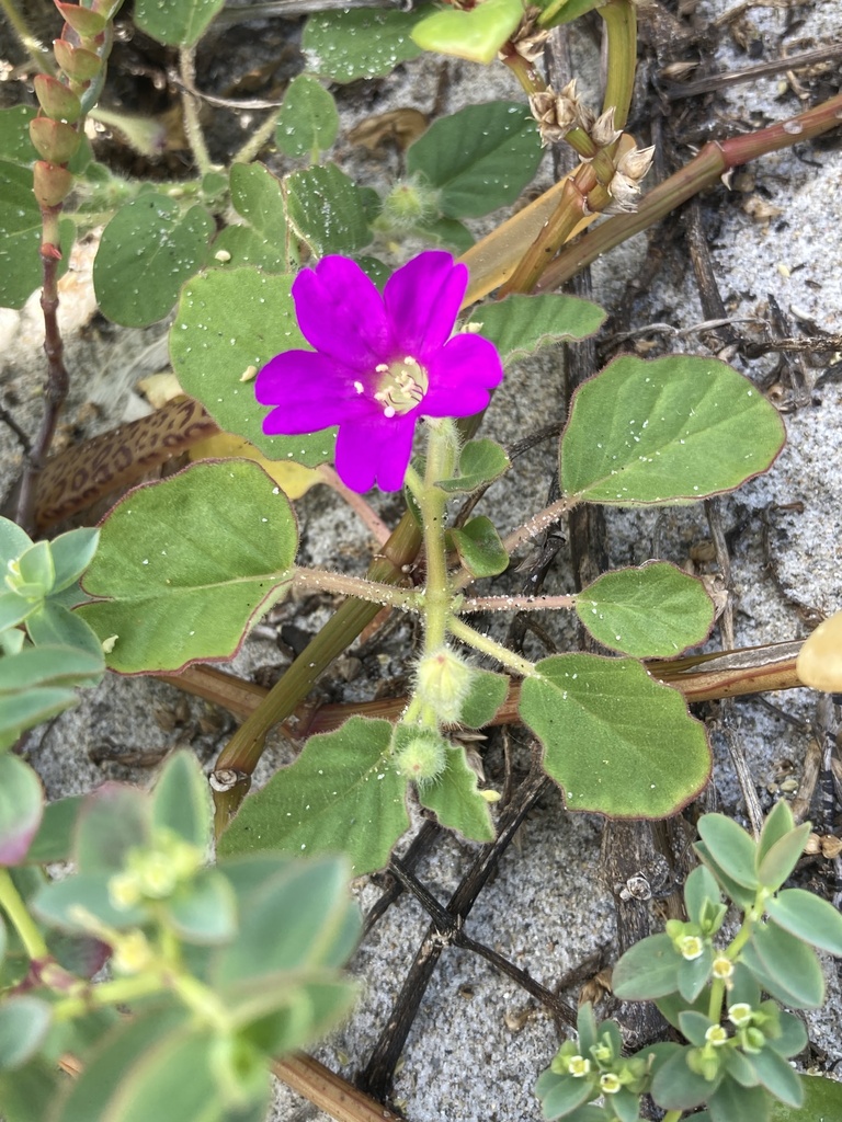 Okenia hypogaea