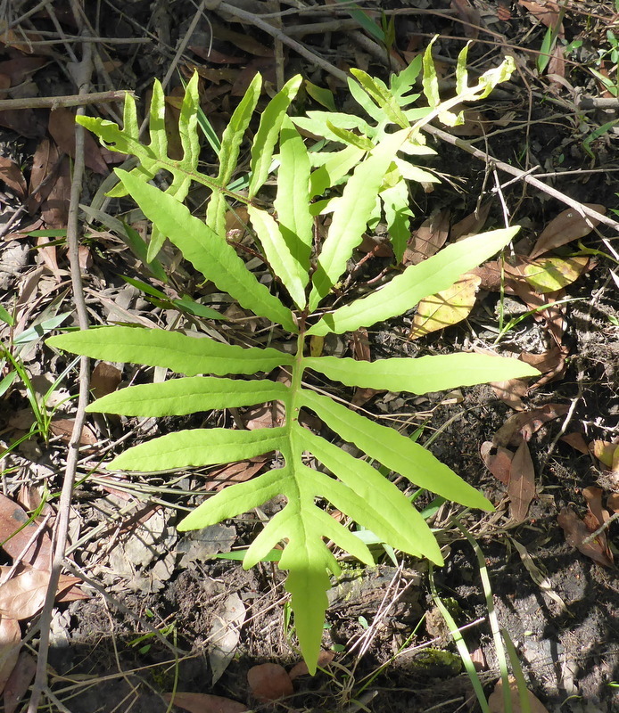 Onoclea sensibilis