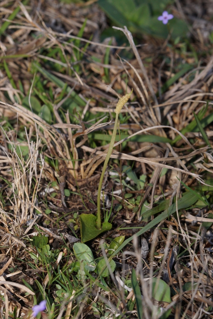 Ophioglossum crotalophoroides