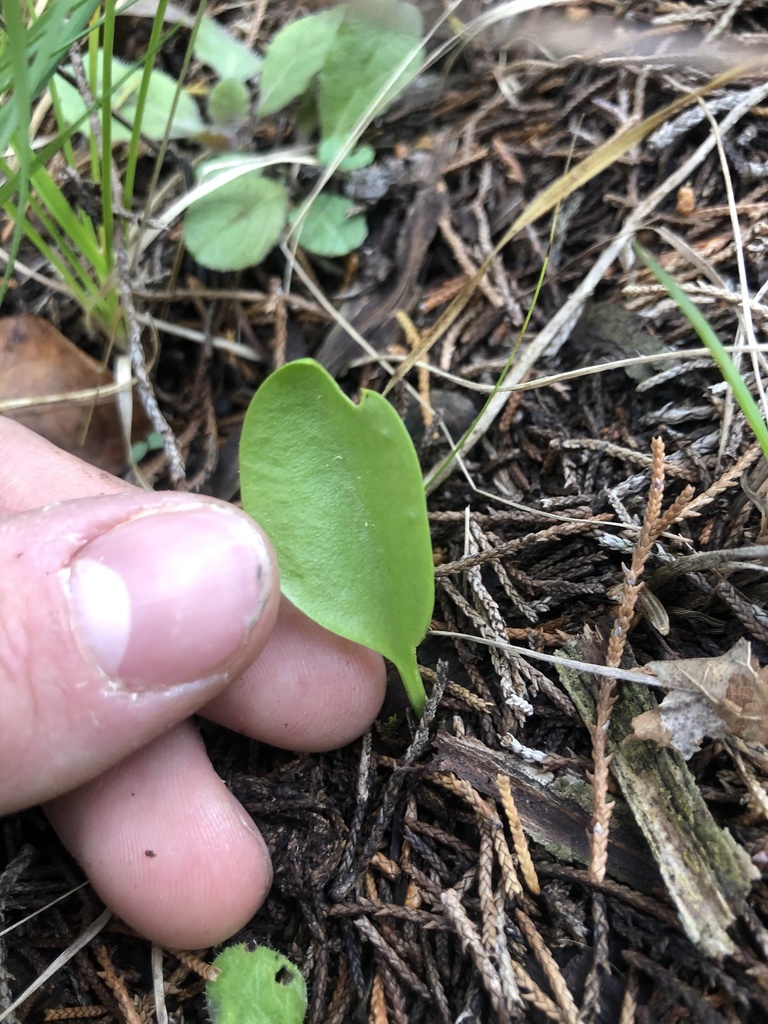 Ophioglossum engelmannii