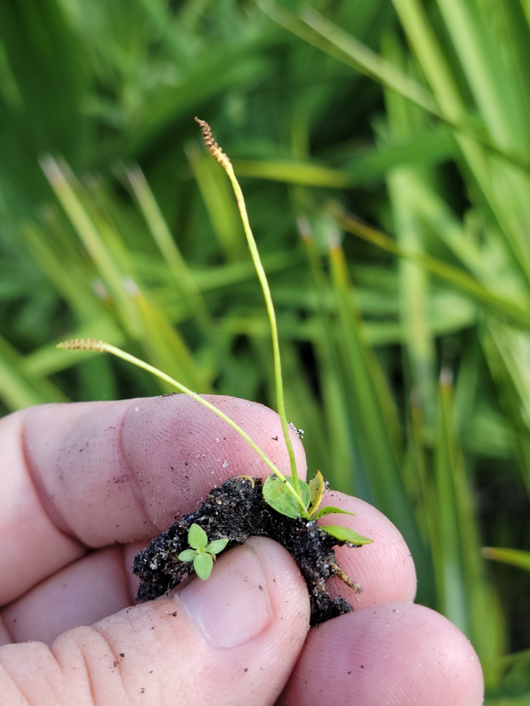 Ophioglossum nudicaule