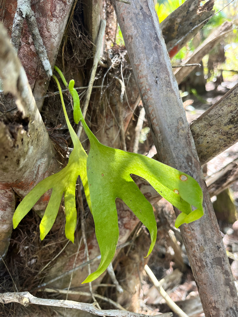 Ophioglossum palmatum