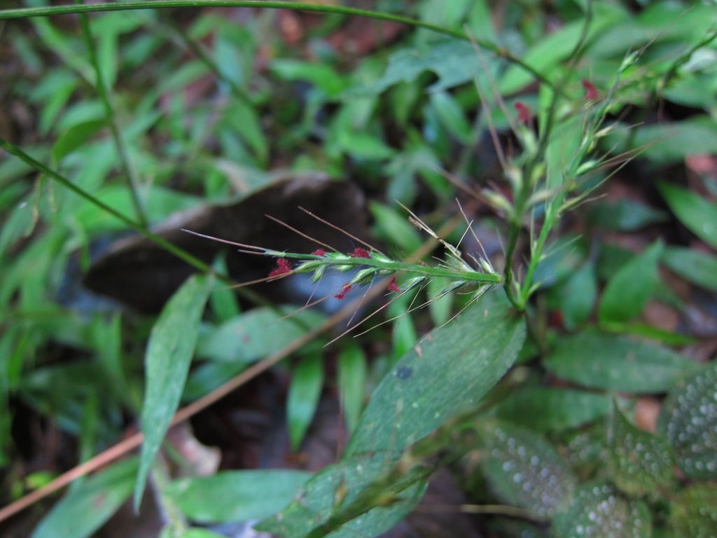 Oplismenus setarius