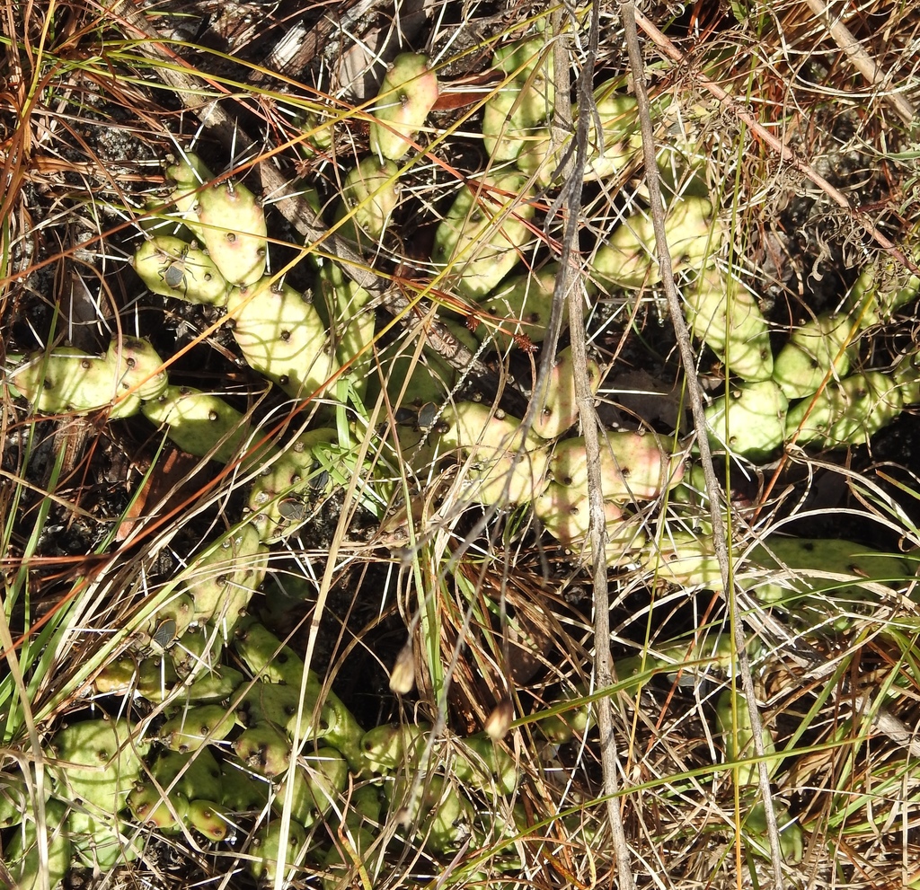 Opuntia drummondii