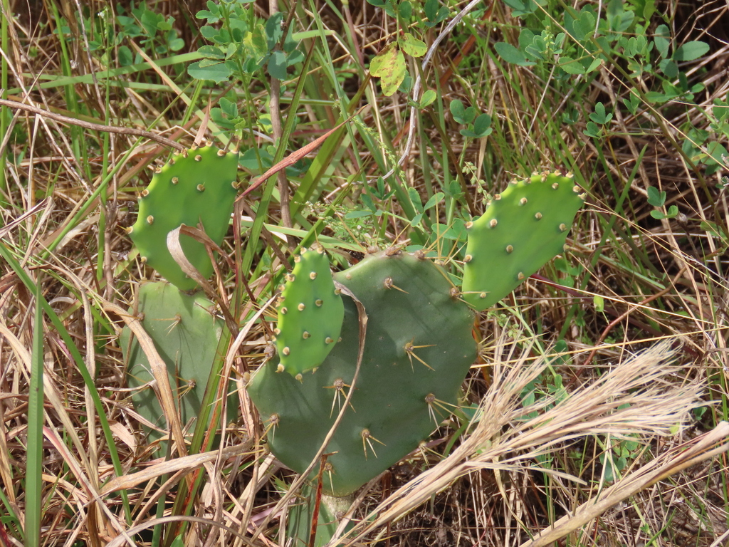 Opuntia stricta