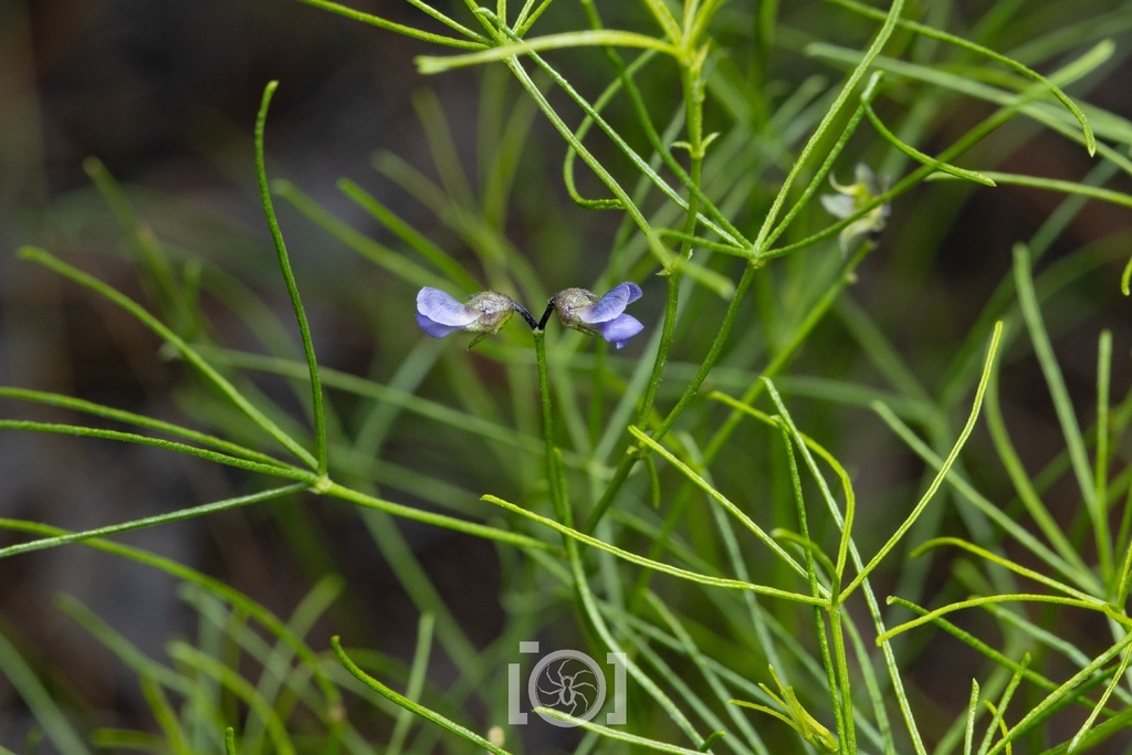Orbexilum lupinellus