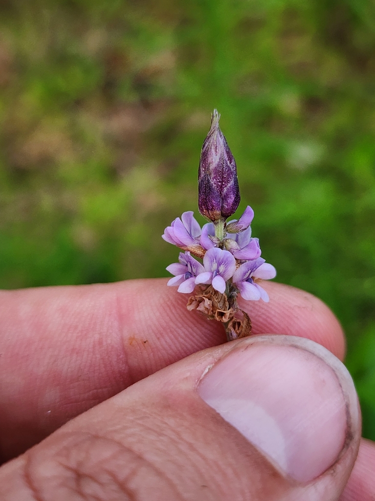 Orbexilum pedunculatum