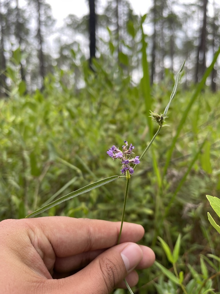 Orbexilum virgatum