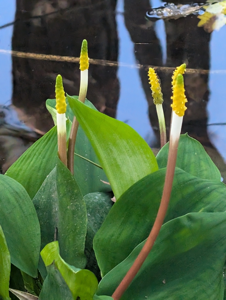 Orontium aquaticum