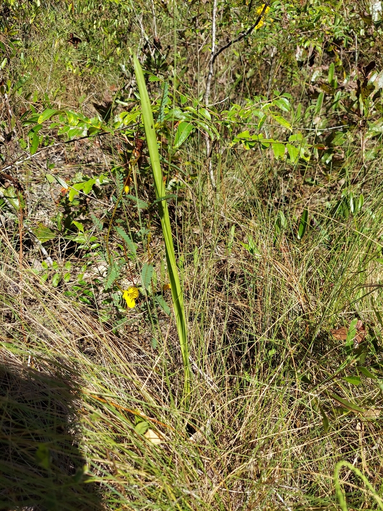 Orthochilus ecristatus