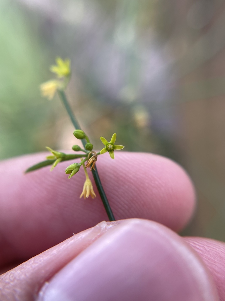 Orthosia scoparia