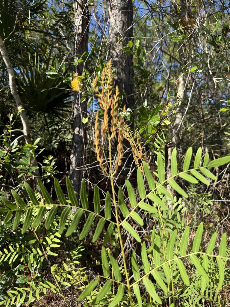 Osmunda spectabilis
