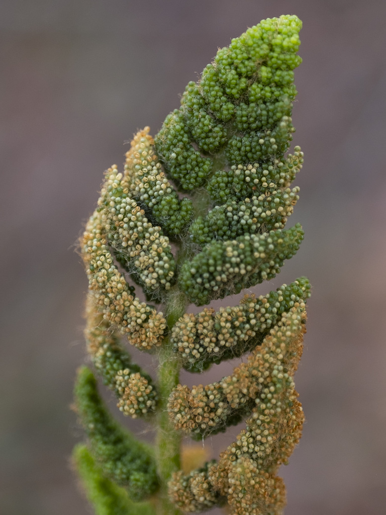 Osmundastrum cinnamomeum