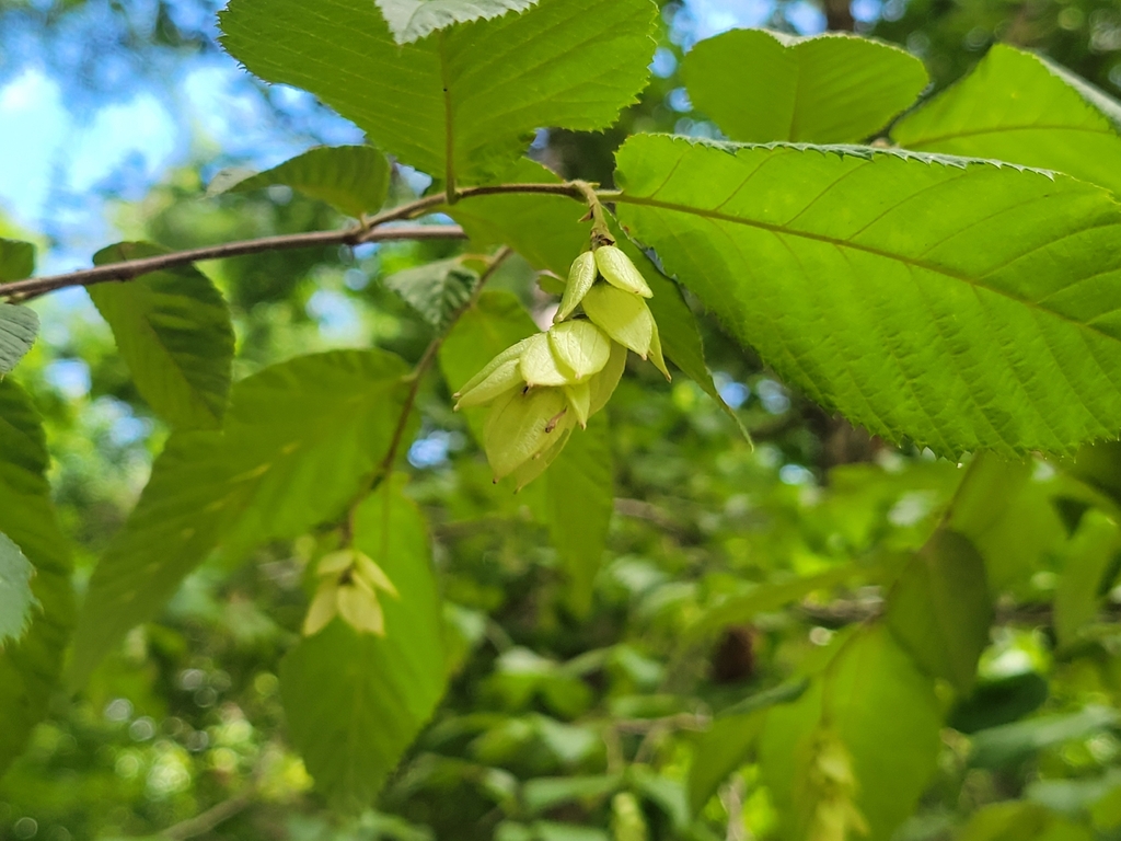 Ostrya virginiana
