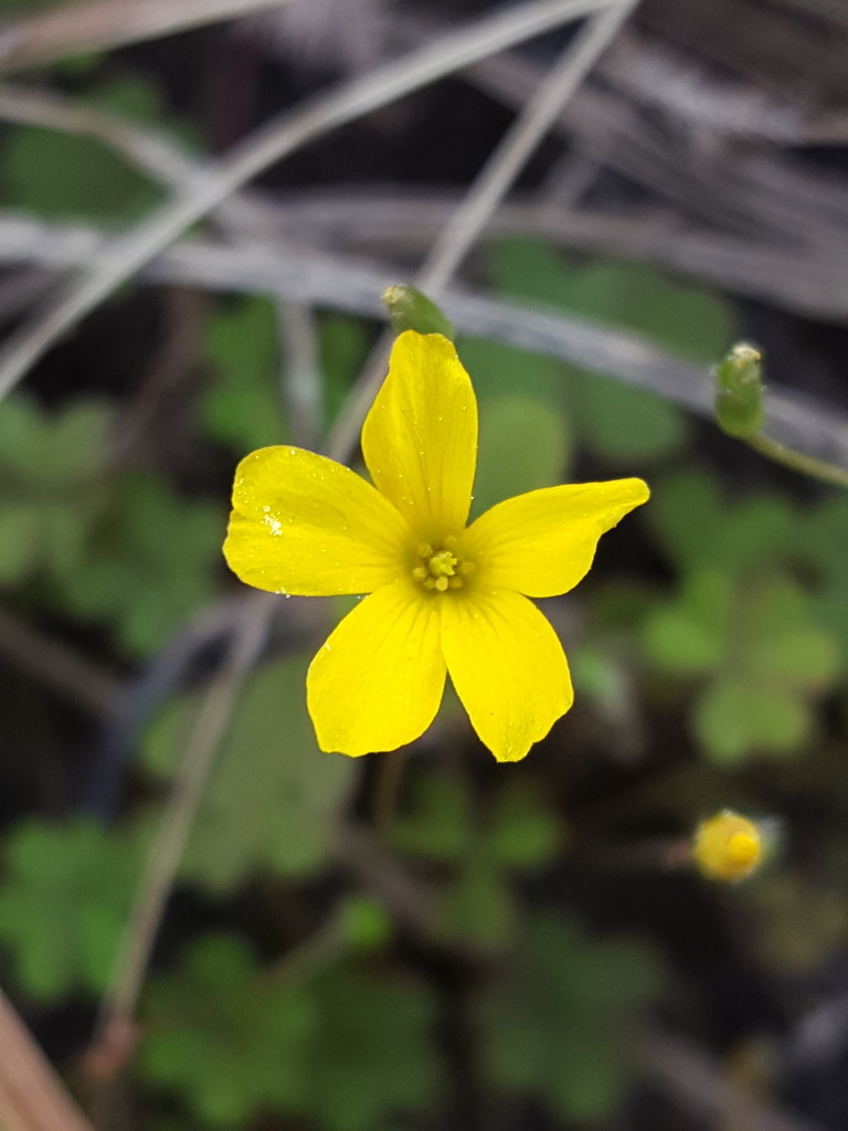 Oxalis corniculata