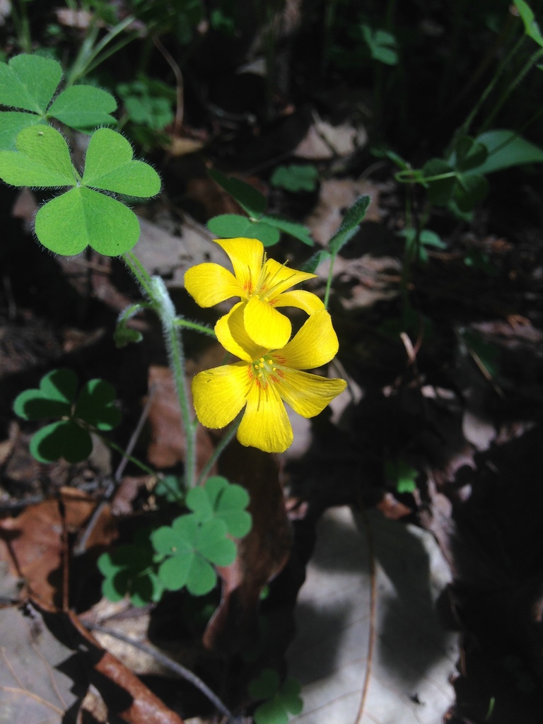 Oxalis macrantha