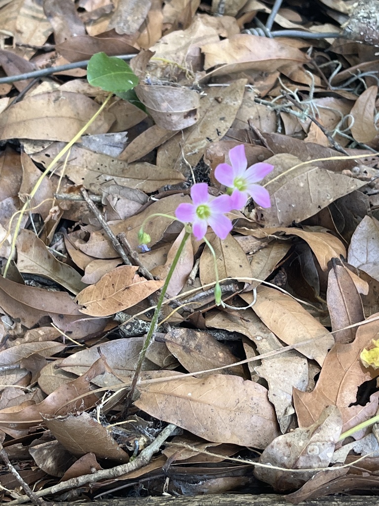 Oxalis violacea