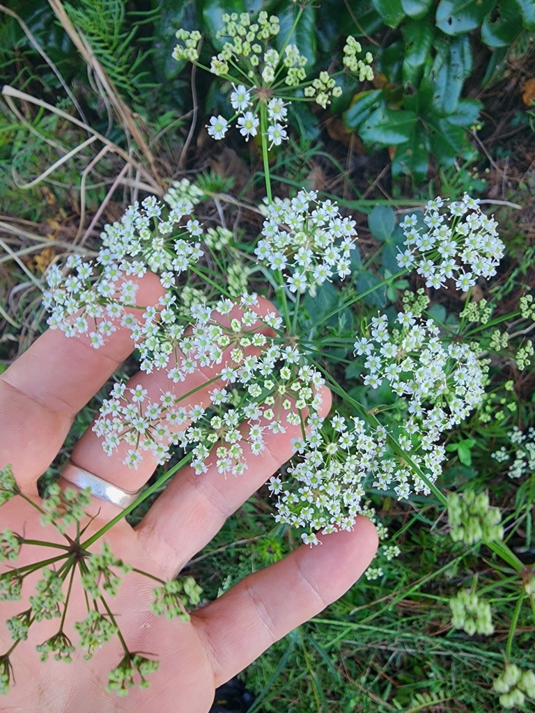 Oxypolis rigidior