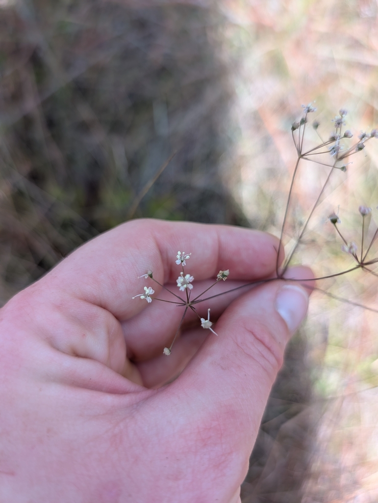 Oxypolis ternata