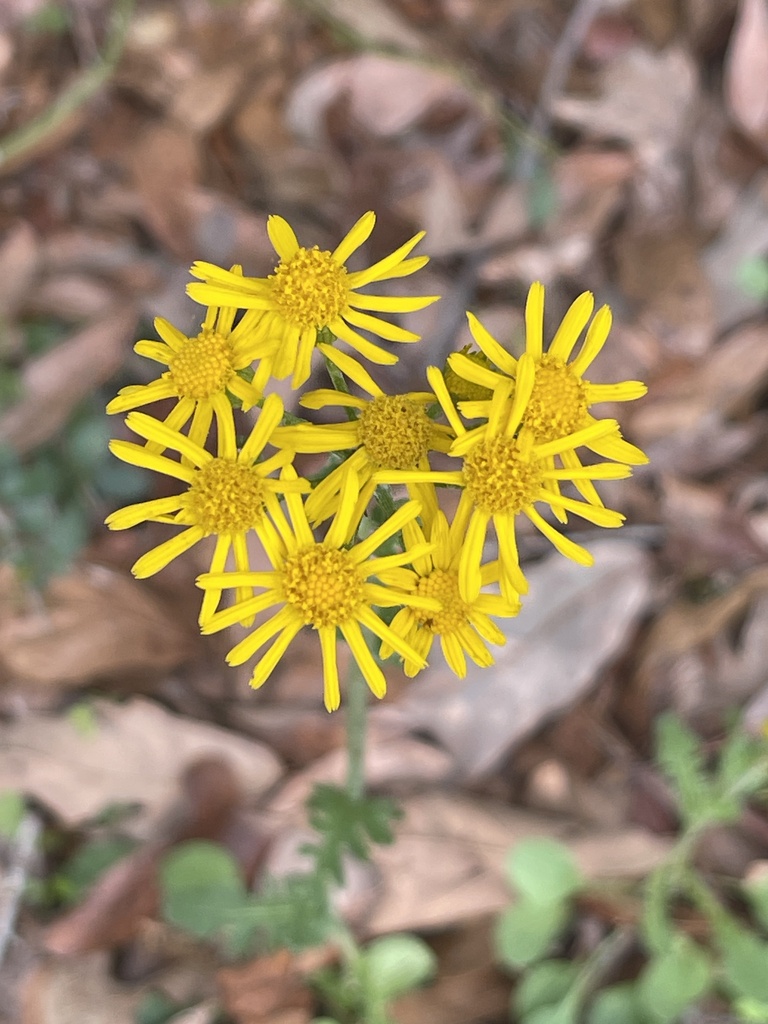 Packera obovata