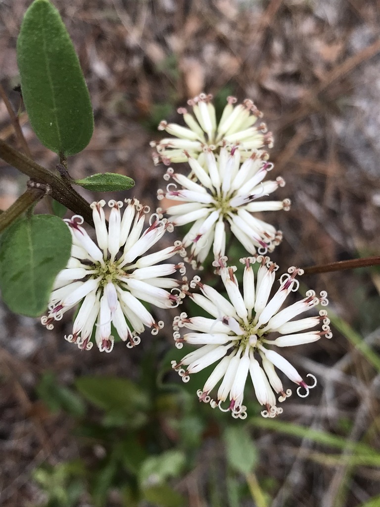 Palafoxia feayi