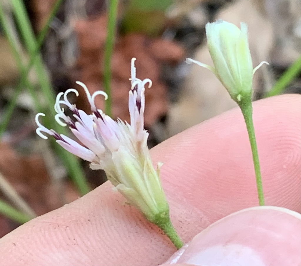 Palafoxia integrifolia