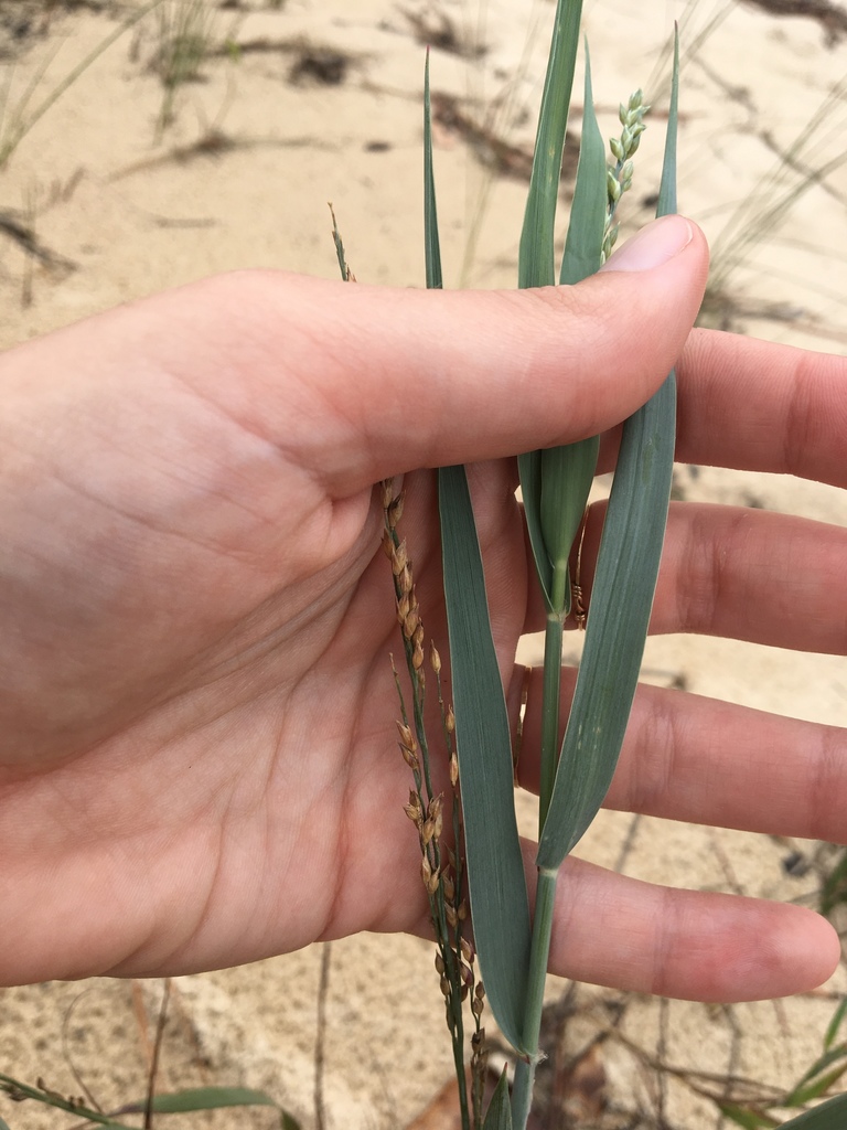 Panicum amarum