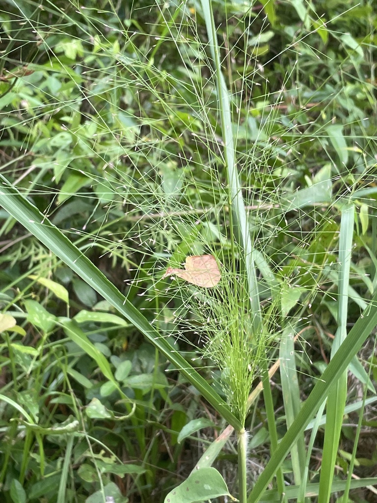 Panicum capillare