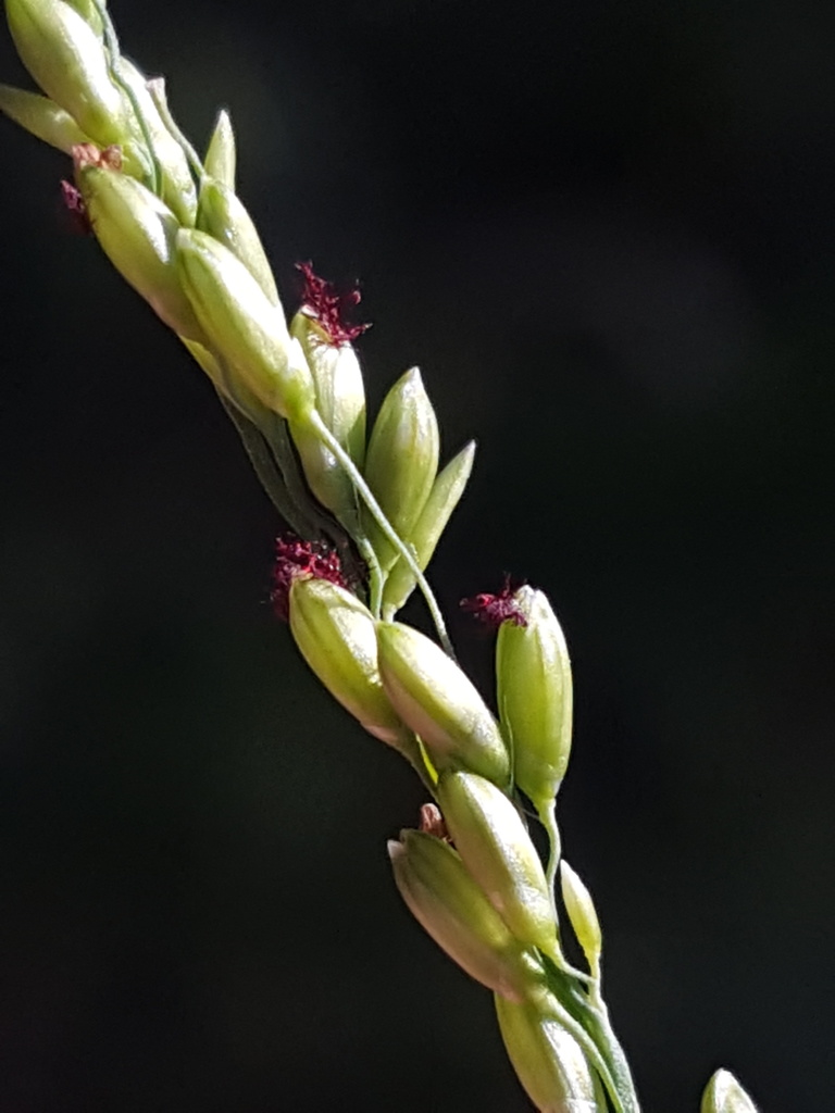 Panicum dichotomiflorum var. bartowense