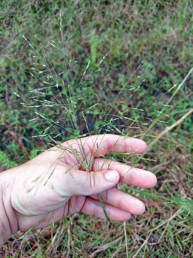Panicum dichotomiflorum var. dichotomiflorum