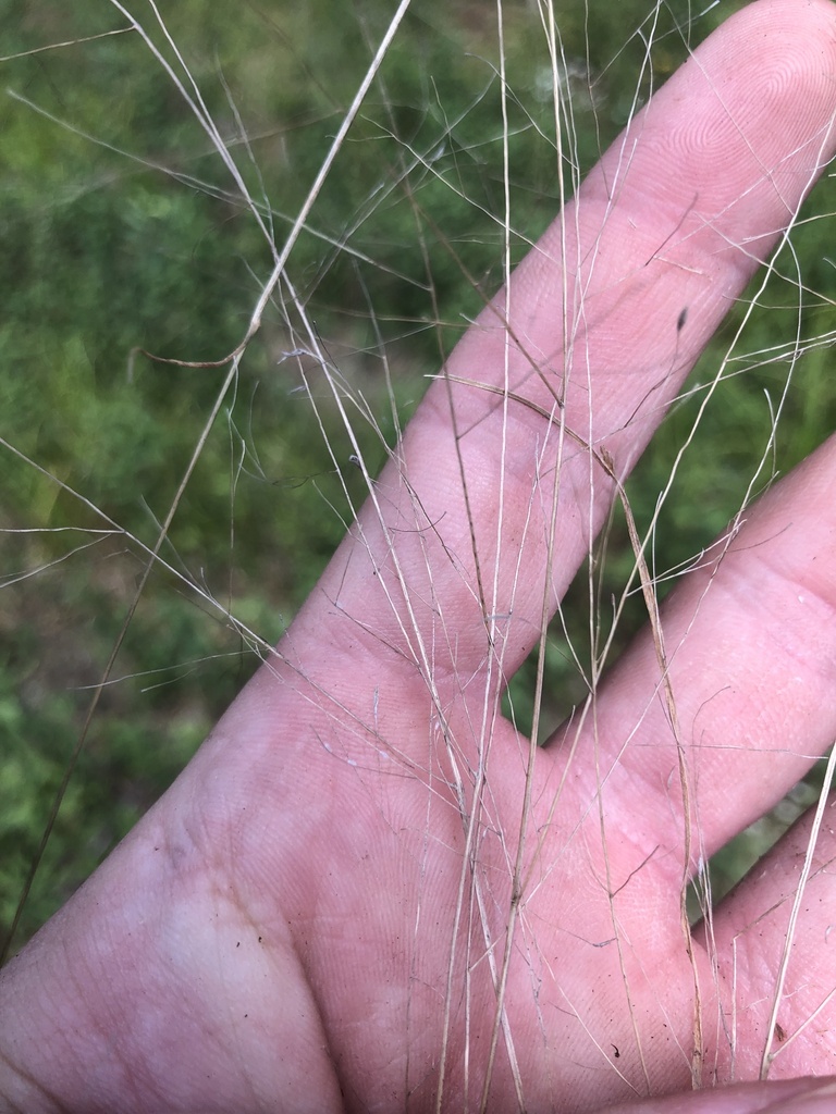 Panicum flexile