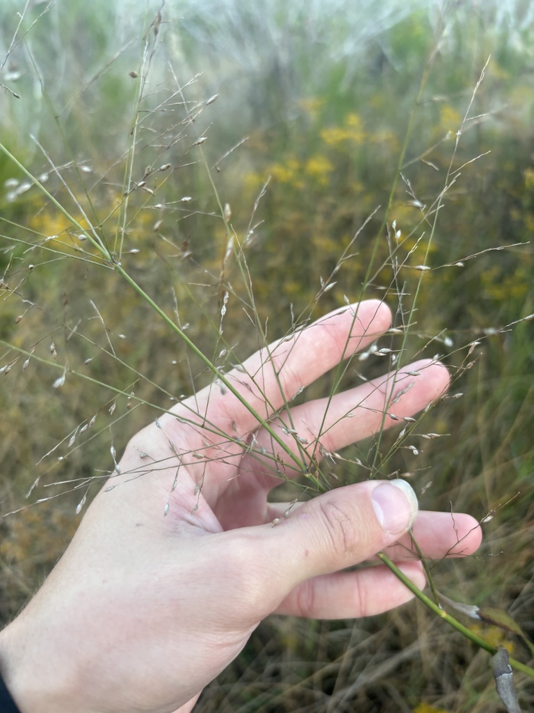 Panicum virgatum