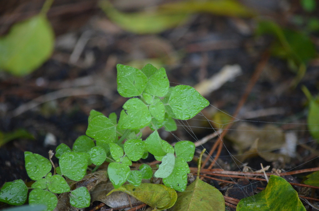 Parietaria floridana